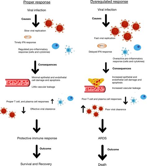 Frontiers Covid 19 And Systemic Lupus Erythematosus Focus On Immune