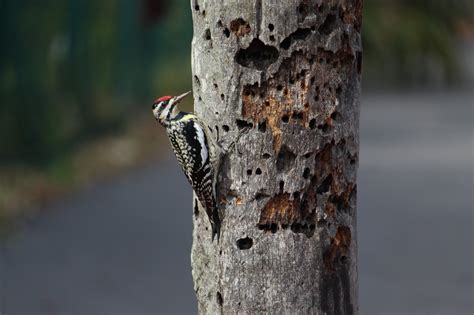 Why Do Woodpeckers Peck Wood And How To Stop Them