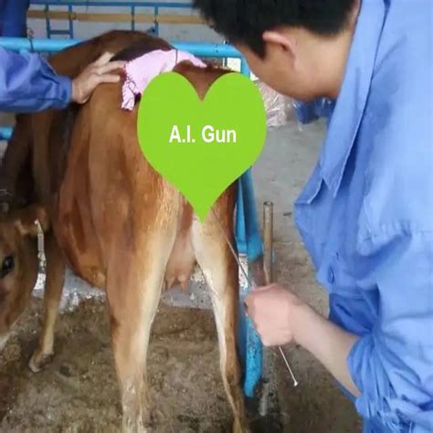 Low Price Veterinary Instrument A I Gun For Cattle Insemination China Cow Artificial