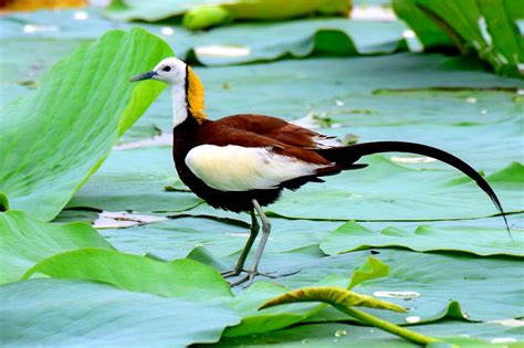 Pheasant Tailed Jacana Hydrophasianus Chirurgus