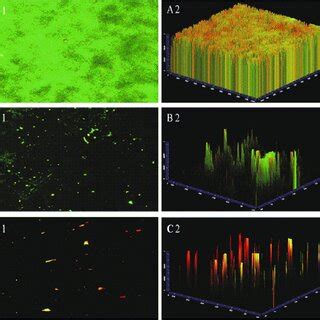 Confocal Laser Scanning Microscopy Clsm Images Of Streptococcus