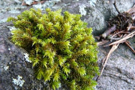 Describe The Structure Of A Moss Plant Sciencing