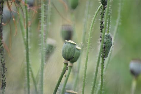 Poppy Papaver Fruit Capsule With Aphid Infestation Stock Image