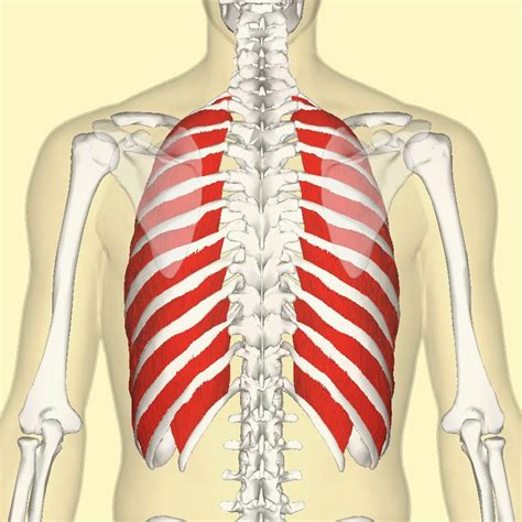 External intercostal muscles - Alchetron, the free social encyclopedia