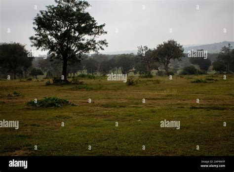 Beautiful Landscape View Of A Foggy Morning In Masinagudi Mudumalai