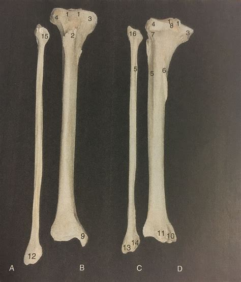 Tibia Fibula Right Anterior View Left Posterior View Diagram Quizlet