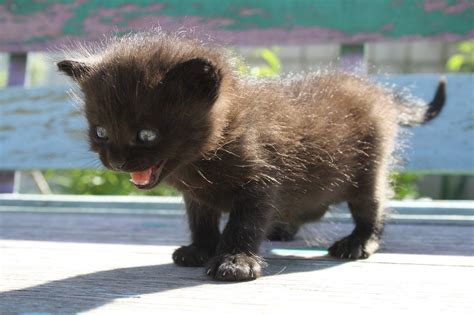 Gatto Cetriolo Perché i Gatti Hanno Paura dei Cetrioli Cose di Gatti