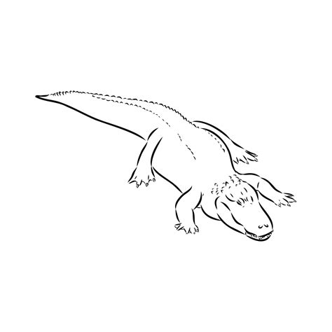 crocodile vector sketch 36438596 Vector Art at Vecteezy