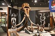 University of Alaska Museum of the North - Wikimedia Commons