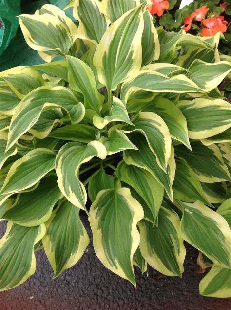 Hosta Pilgrim Crgot This One Hosta Varieties Hostas