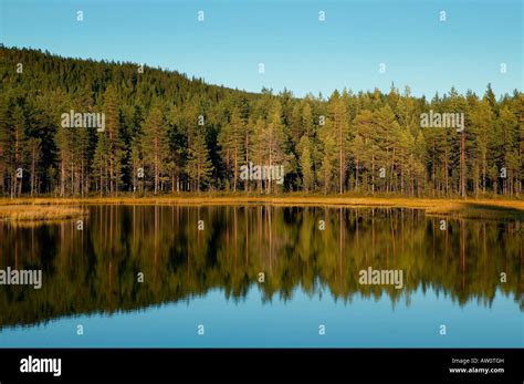 Pine Trees In Swedish Forest Sweden Stock Photo Alamy