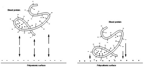 behavior  proteins  contact  polyanionic  polycationic