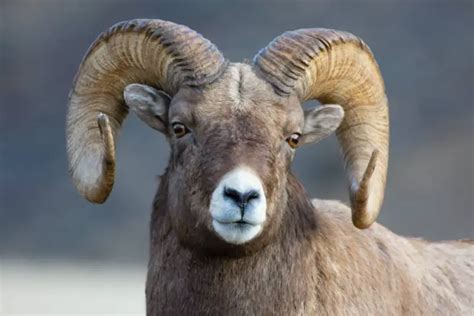 The Wild Sheep Of North America Krebs Creek