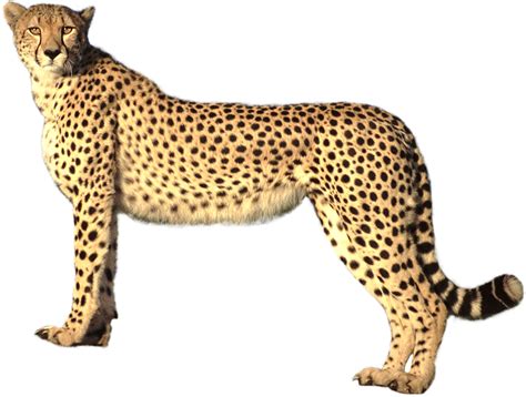 Standing Cheetah Transparent PNG All