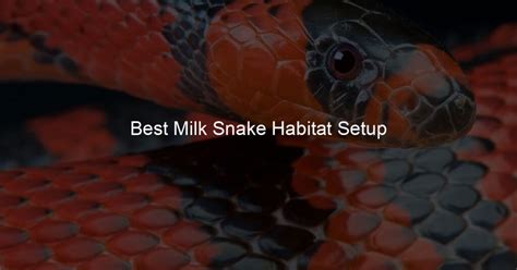 Best Milk Snake Habitat Setup - My Milk Pet