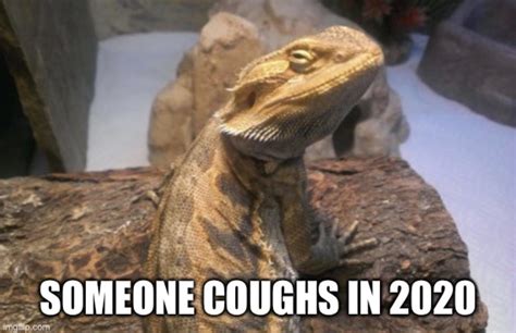 Oh look I meme'd my lizard : r/BeardedDragons