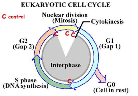 Eukaryotic Cell Cycles Mitosis And Meiosis The Medical 52 Off