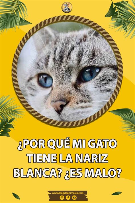 Mi gato tiene la nariz blanca Está enfermo Nariz seca en gatos