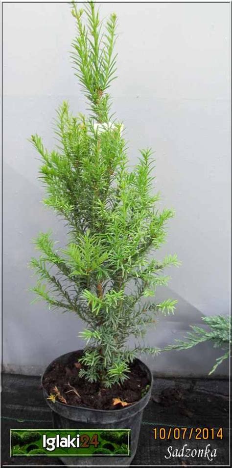 Taxus Baccata Overeynderi Cis Pospolity Overeyndera FOTO Internetowy