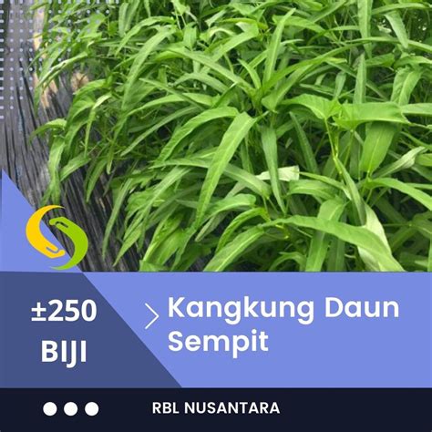 Jual Benih Kangkung Bibit Sayur Kangkung Daun Sempit Serimpi Super