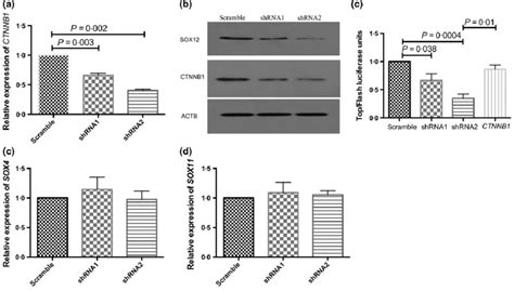 Sox Knockdown Inhibited B Catenin Expression And Tcf Wnt Activity In