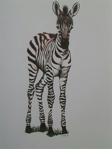 Baby Zebra Colored Pencil Drawing By Barbara Color Pencil Art