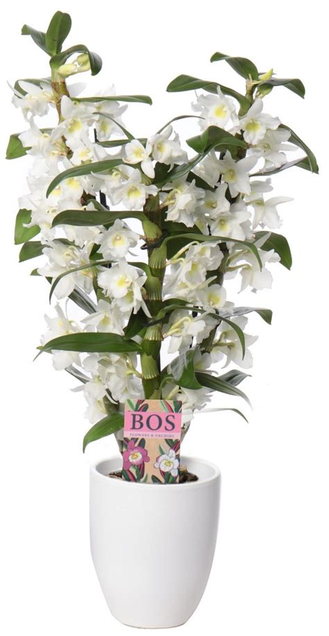 Dendrobium Nobil Classic Apollon Zweige Florastore