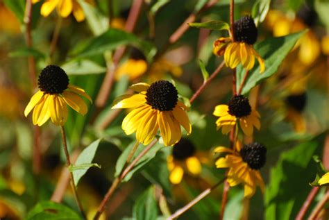 Rudbeckia triloba - Jersey-Friendly Yards