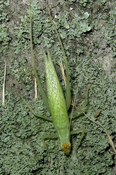 Tree Cricket Oecanthus Fultoni Bugguide