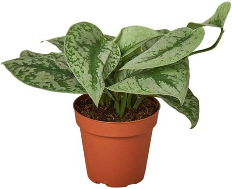 Silver Pothos What This South Asian Plant Has To Offer Potted Well