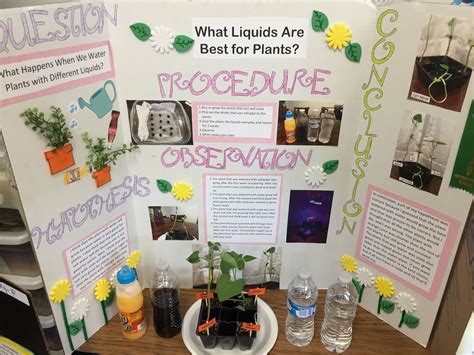 Science Fair Projects On Plants