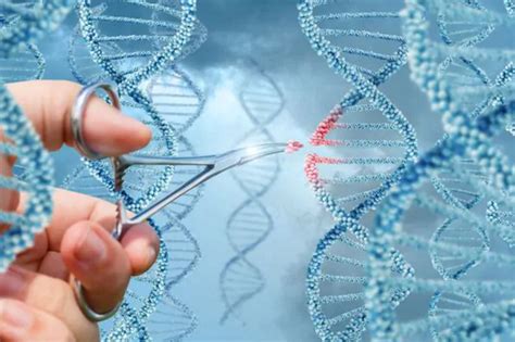 Científicos Modifican Por Primera Vez En Eu Genes Defectuosos En