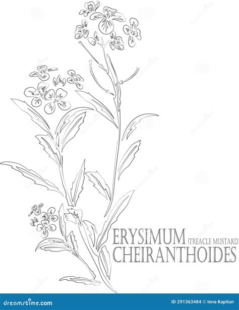 Erysimum Cheiranthoides Plant Contour Vector Illustration