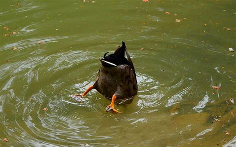 4320x900px | free download | HD wallpaper: Funny duck tail, water, bird ...