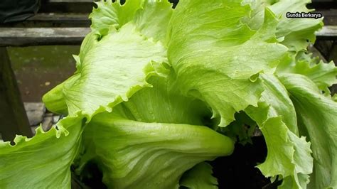 Cara Mudah Menanam Selada Bokor Lettuce Di Rumah Dari Semai Hingga