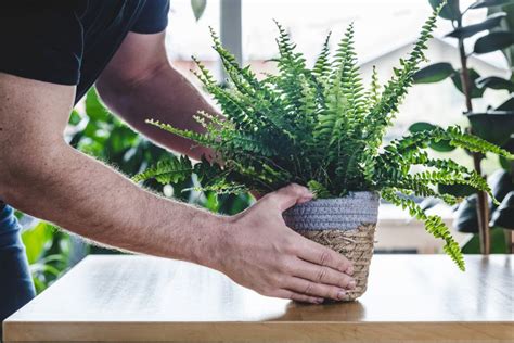 Boston Fern Winter Care Guide For Beginners The Practical Planter