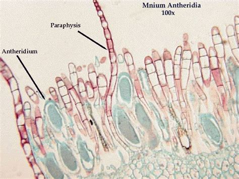 Biology 252 Plant Morphology And Systematics Home Page