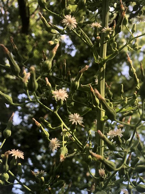 Wisconsin Wildflower | Tall Blue Lettuce | Lactuca biennis