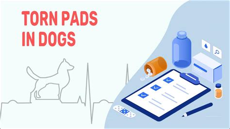 Torn Pads In Dogs Causes And Treatments Petmoo