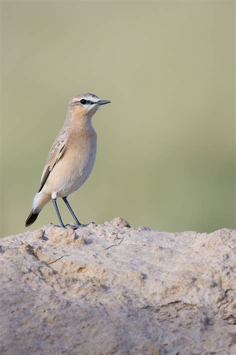 Isabelline Wheatear ID & Photos - Shanghai Birding 上海观鸟