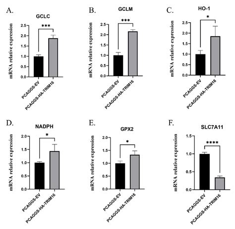 Relative Expression Of Antioxidant Genes After Overexpression Of TRIM16