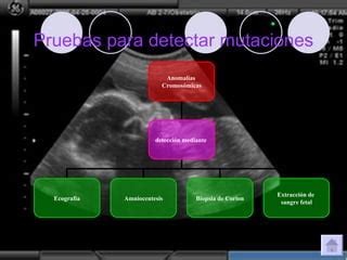 Anomalías cromosómicas PPT