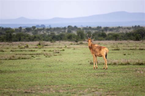 Review of the Canon 70-200 RF F/2.8 - A Stunner for Wildlife ...