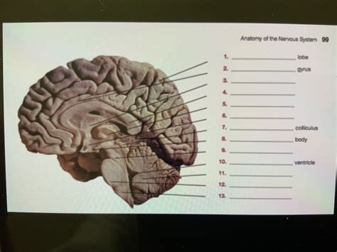 Bio Psychology Brain Diagram Diagram Quizlet