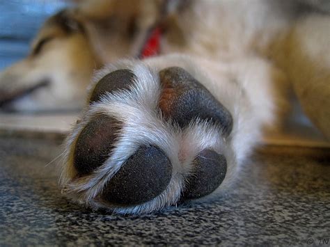 Dog Care Tips: Dealing with A Paw Injury | Hastings Veterinary Hospital