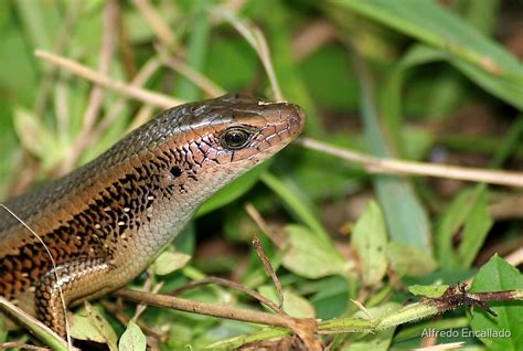 Wild Philippine Lizard By Alfredo Encallado Redbubble