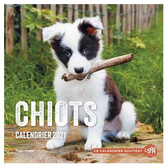 Calendrier Mural Chiots Broch Collectif Achat Livre Fnac