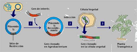 Apb Transformaci N De Plantas