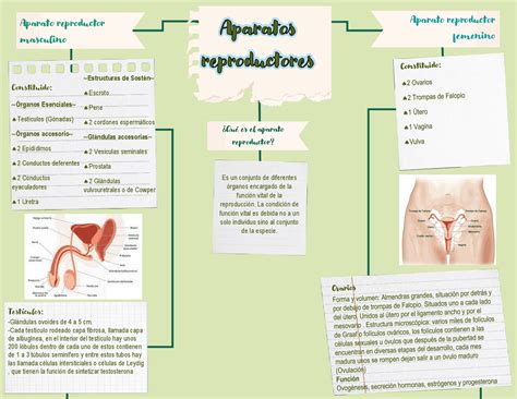 Sistema Reproductor Femenino Explicacion Mapa Conceptual Themelower