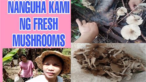 Nanguha Kami Ng Pinsan Ko Ng Fresh Ligbos Mushroom